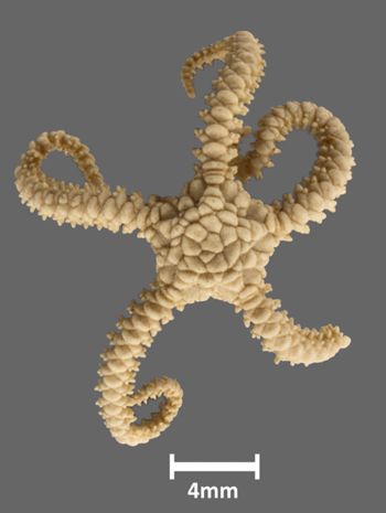 Media type: image;   Invertebrate Zoology OPH-3237 Aspect: dorsal